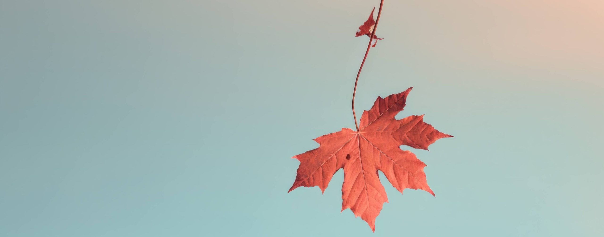 solo-maple-leaf-autumn-red-suspended-against-a-soft-sunset-sky-0nwhuyfo